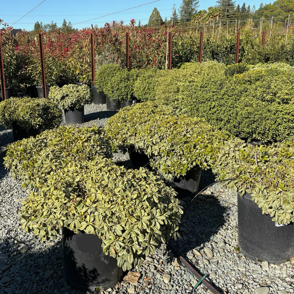 Cream de Mint Japanese Mock Orange - Image 3