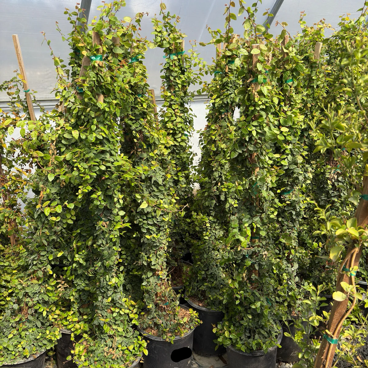 Creeping Fig - Image 1