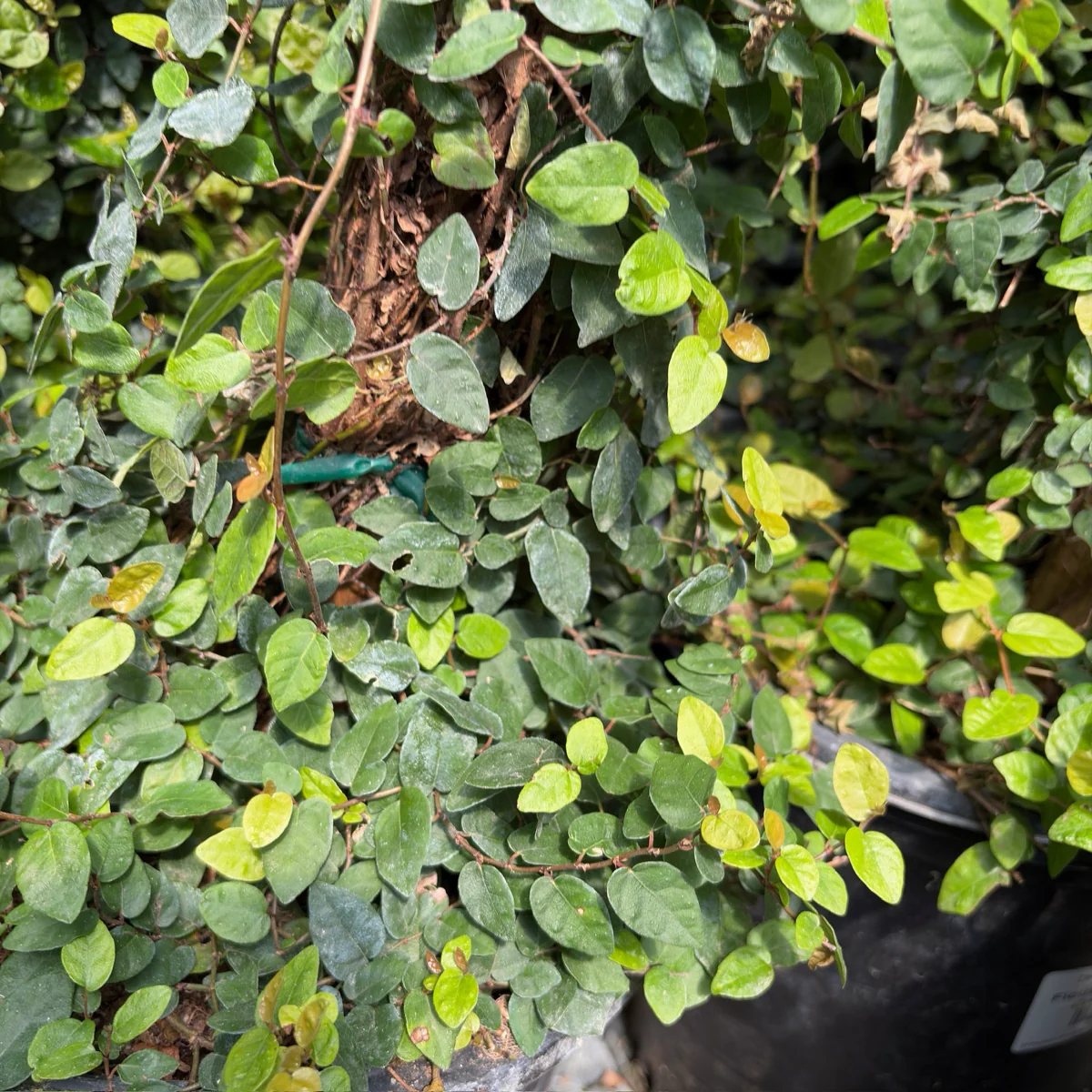 Creeping Fig - Image 2