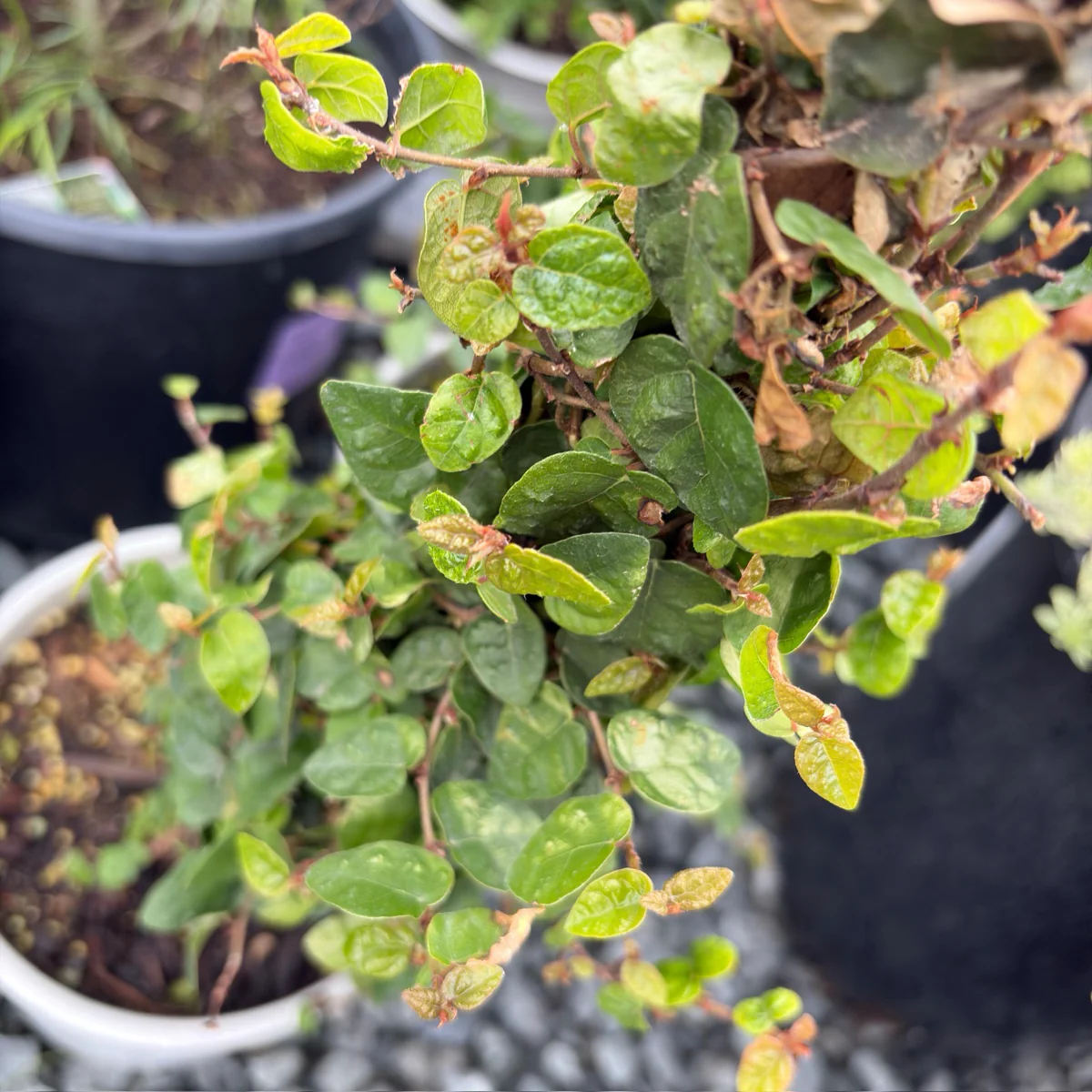 Creeping Fig - Image 3