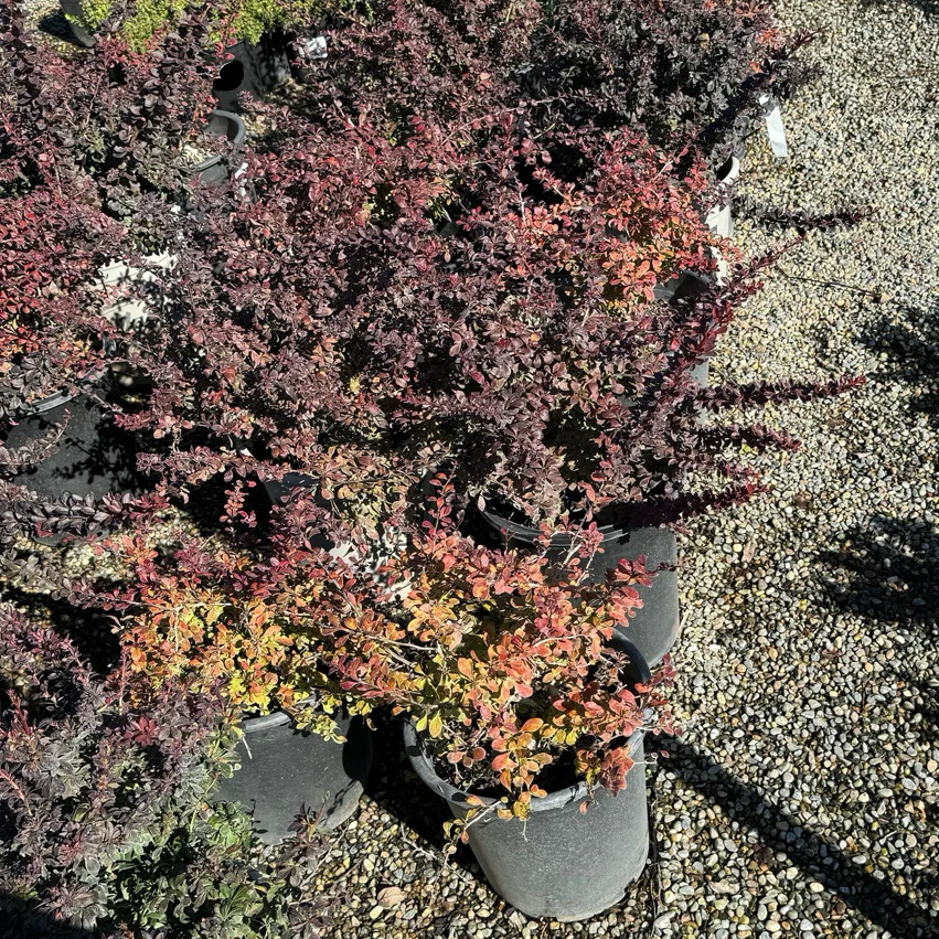 Crimson Pygmy Dwarf Japanese Barberry
