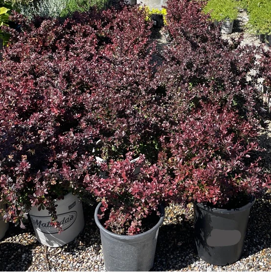Crimson Pygmy Dwarf Japanese Barberry - Image 2
