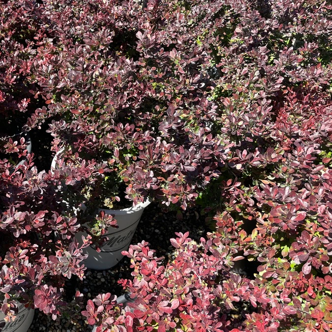 Crimson Pygmy Dwarf Japanese Barberry - Image 3