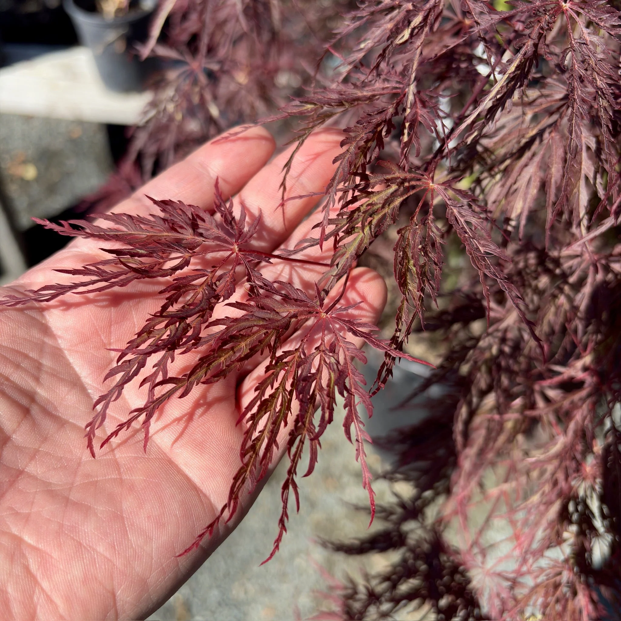 Crimson Queen Lace Japanese Maple - Image 1