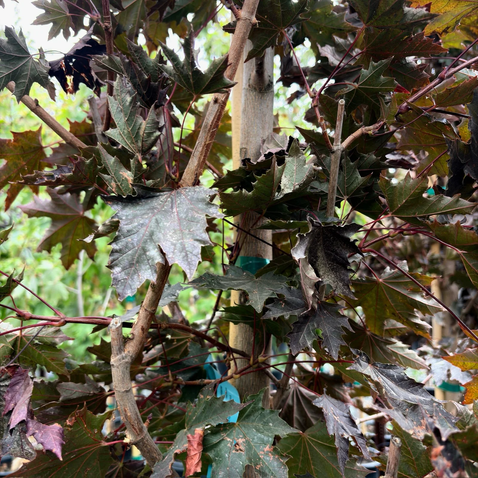 Crimson Sentry Norway Maple - Image 1