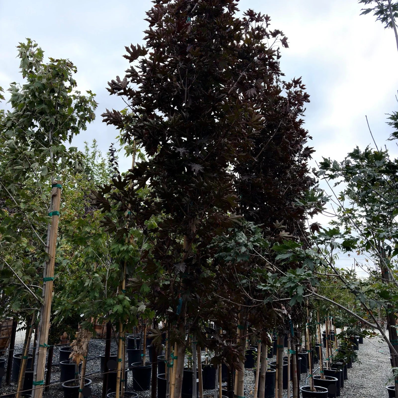Crimson Sentry Norway Maple - Image 2