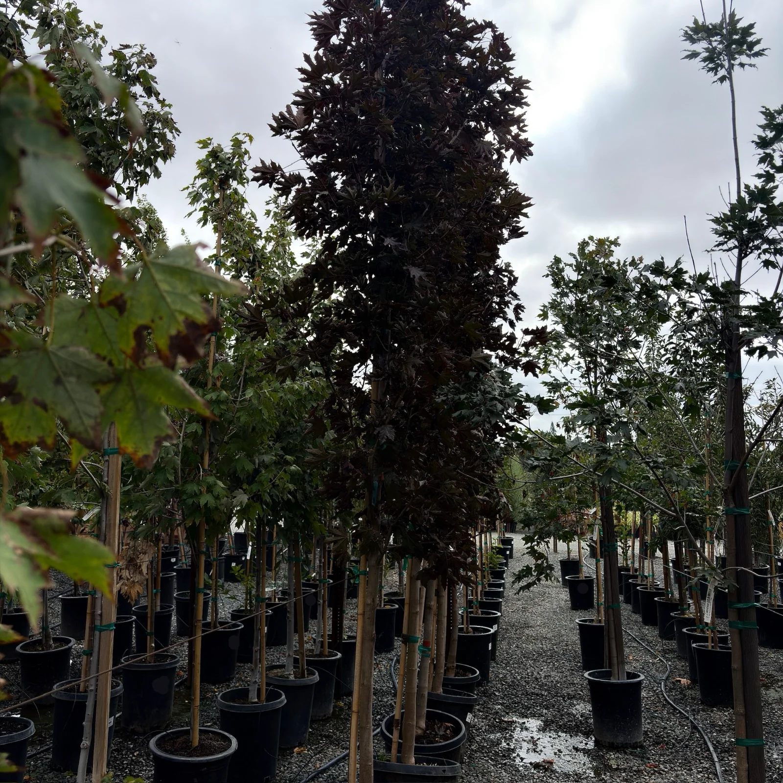 Crimson Sentry Norway Maple - Image 3