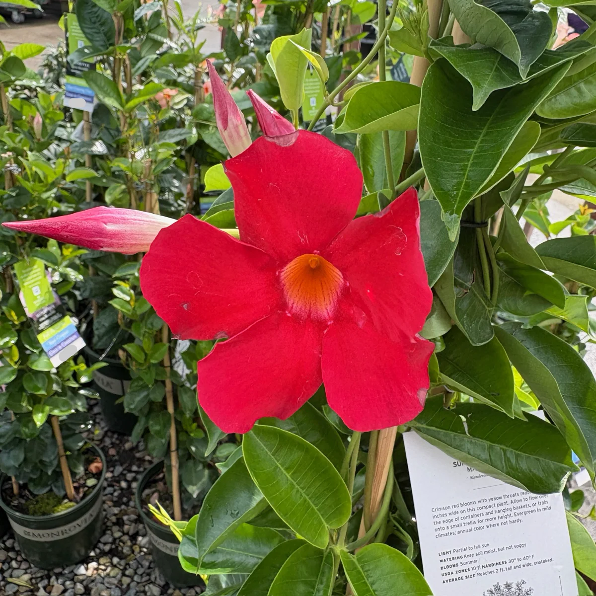 Crimson Mandevilla - Image 1