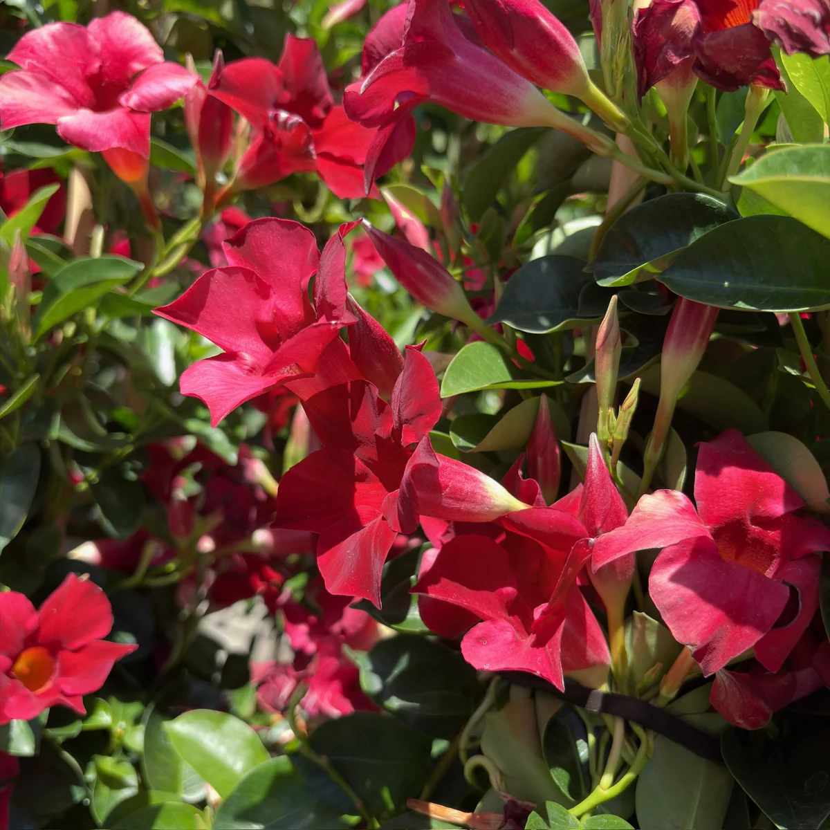Crimson Mandevilla - Image 2