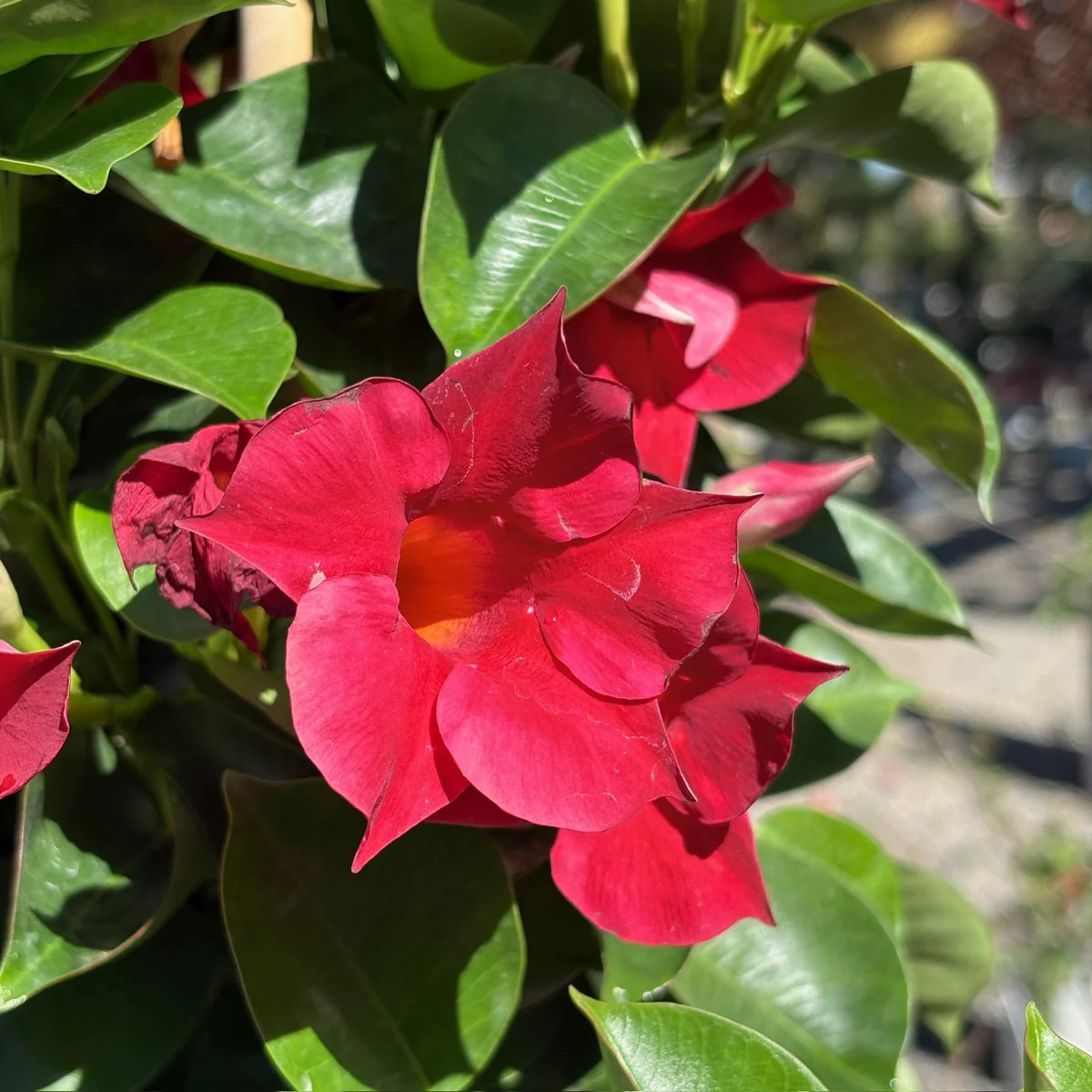 Crimson Mandevilla - Image 3