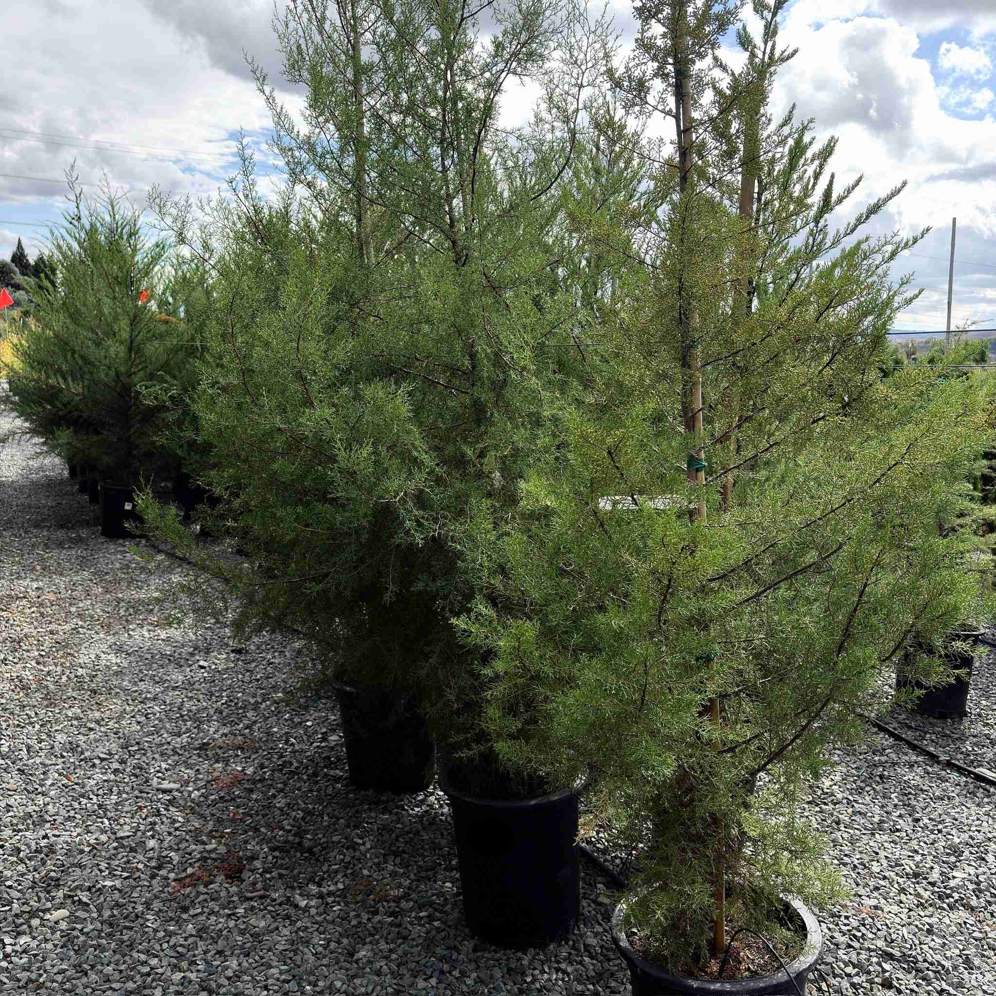 Forbes Cypress - Image 3