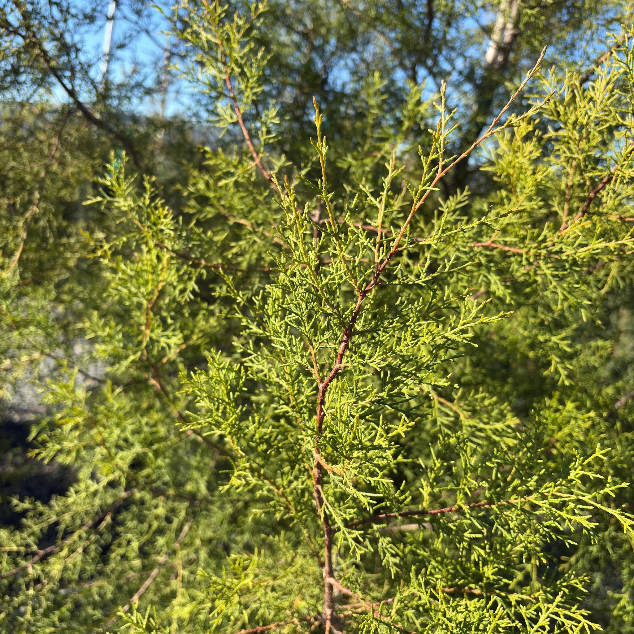 Forbes Cypress - Image 2