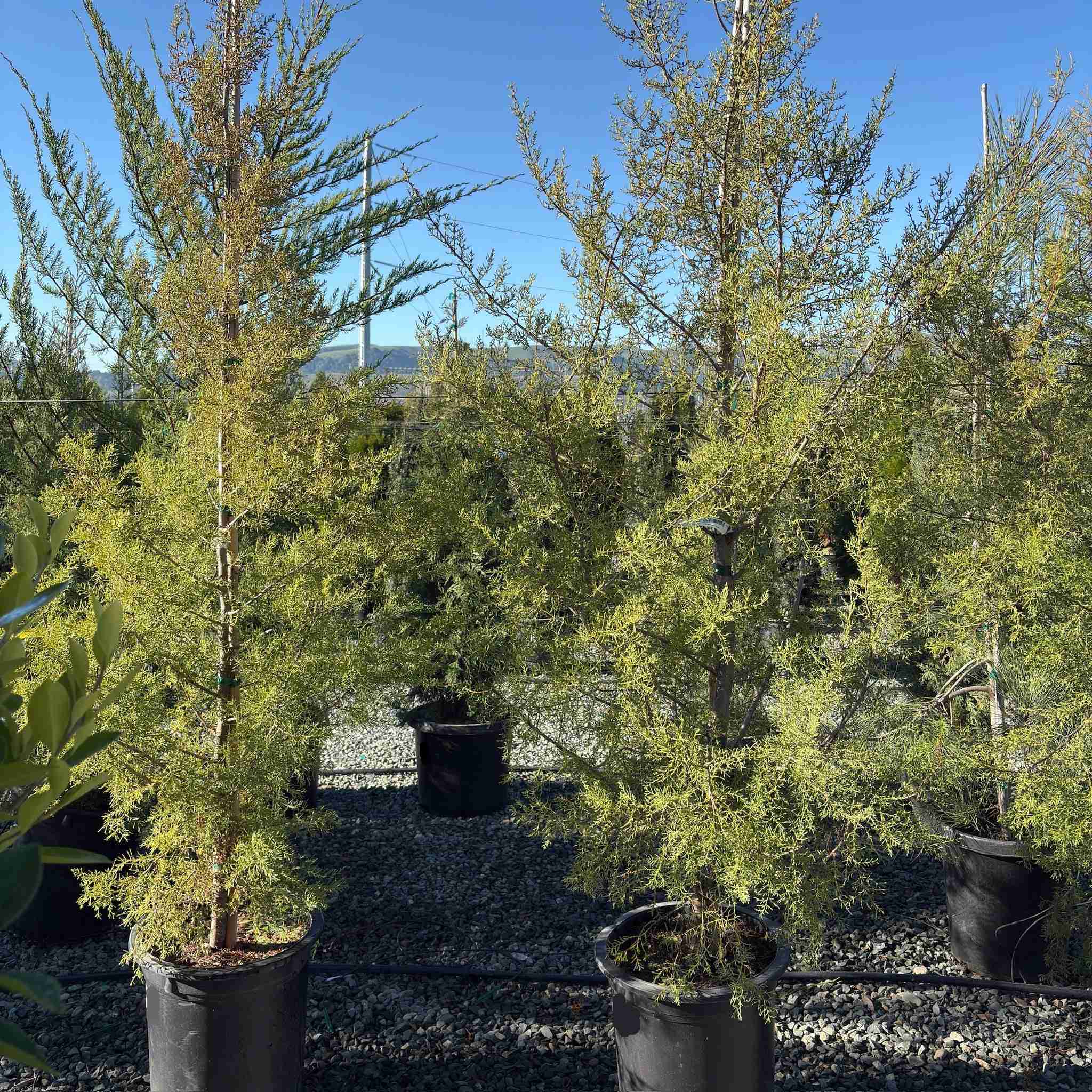 Forbes Cypress