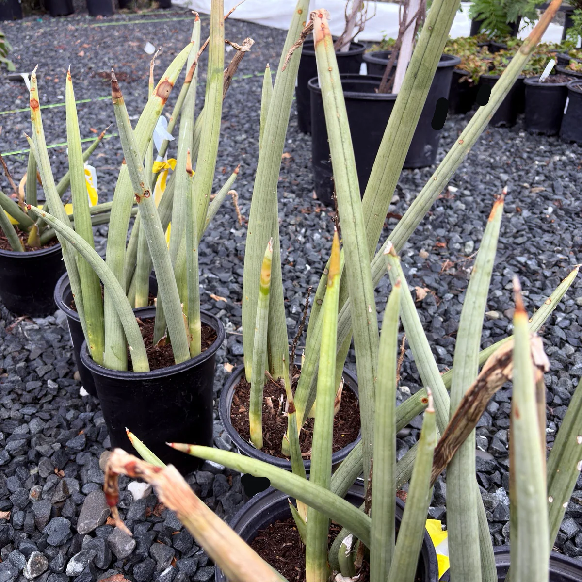 Cylindrical Snake Plant - Image 1