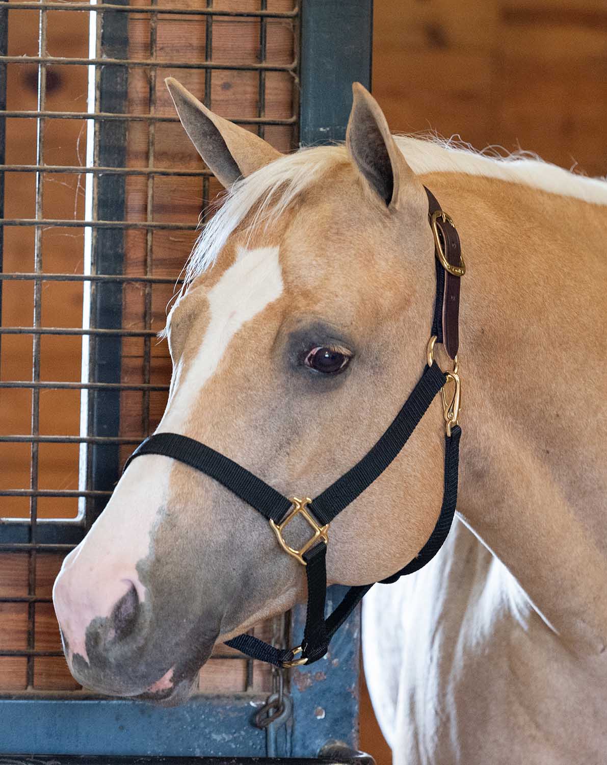 Economy Nylon Safety Horse Halter - Image 3