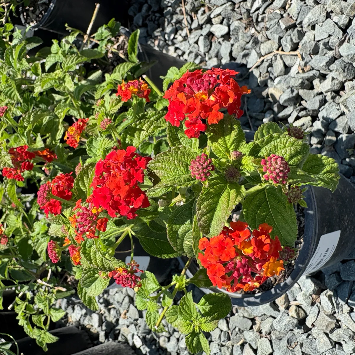 Dallas Red Bush Lantana - Image 1