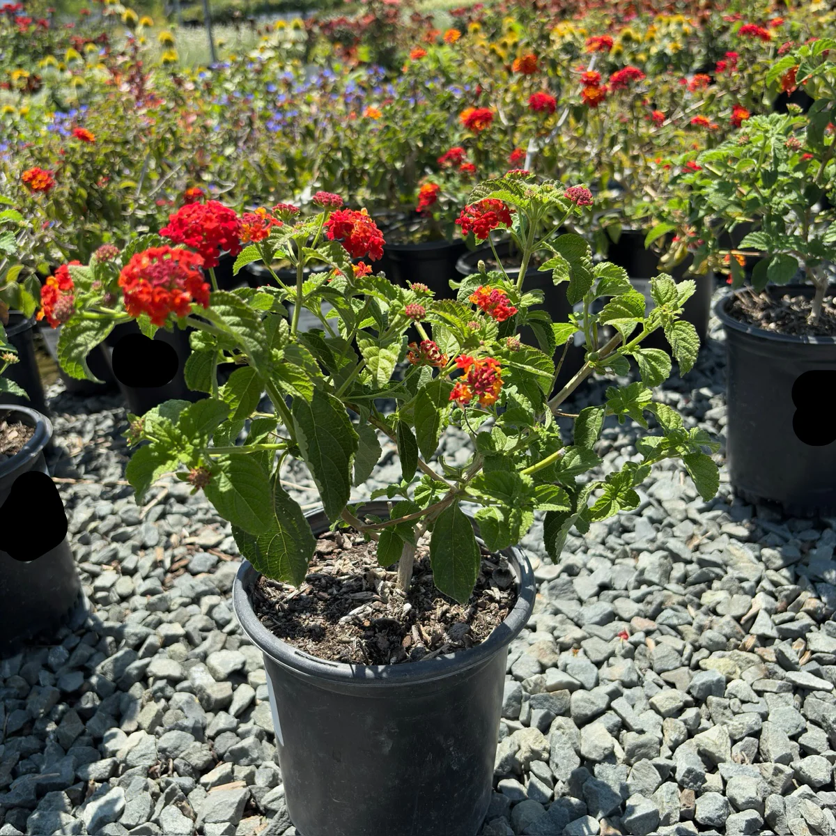 Dallas Red Bush Lantana - Image 2