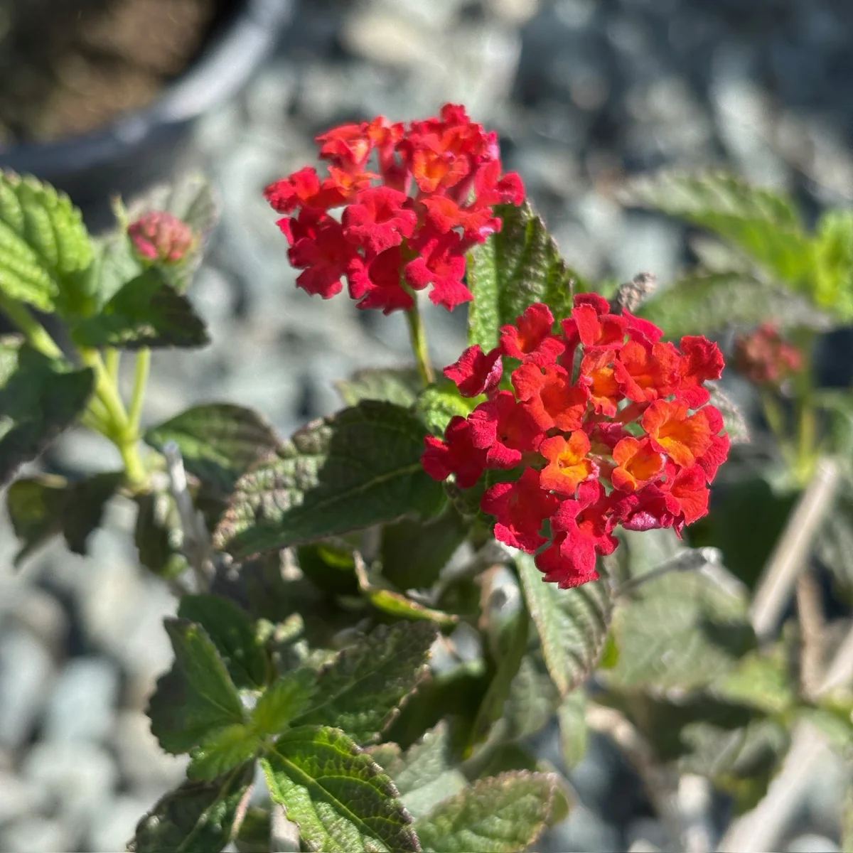 Dallas Red Bush Lantana - Image 3