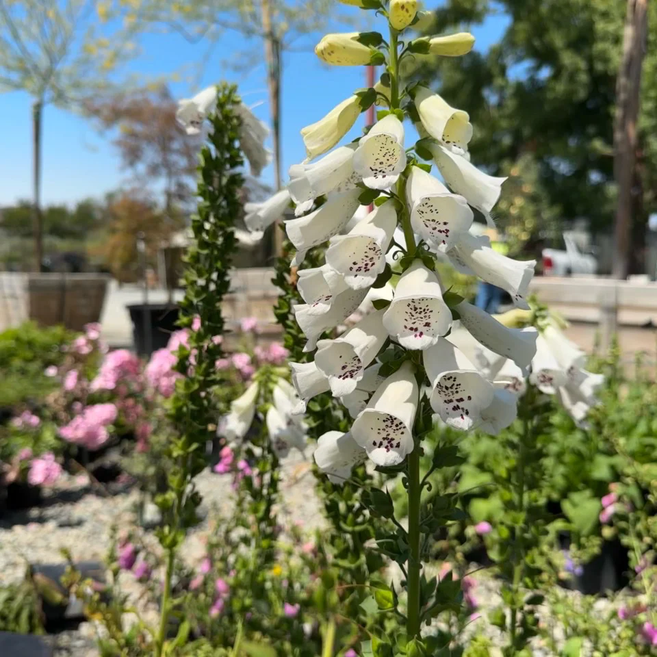 Dalmatian White Foxglove - Image 1
