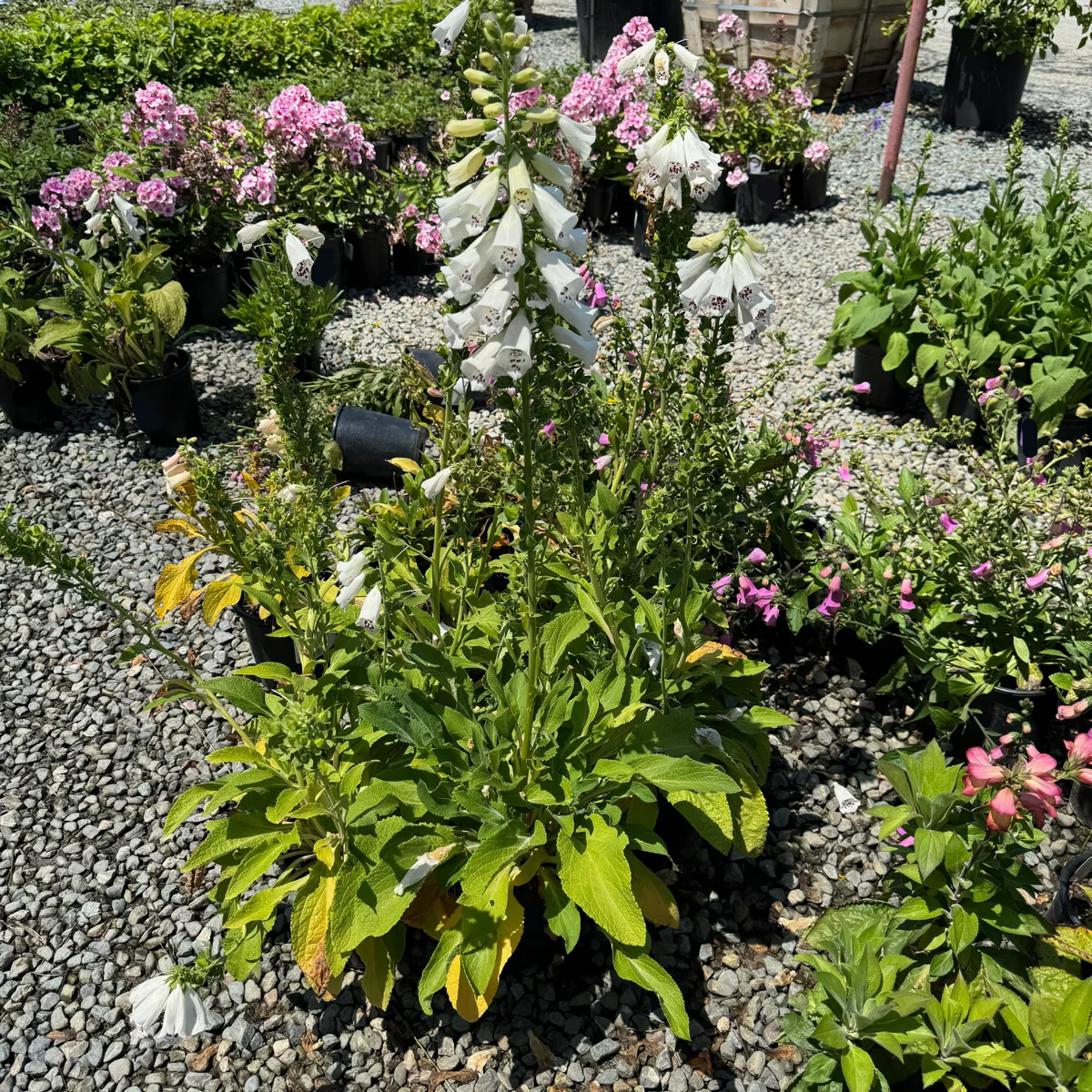 Dalmatian White Foxglove - Image 2