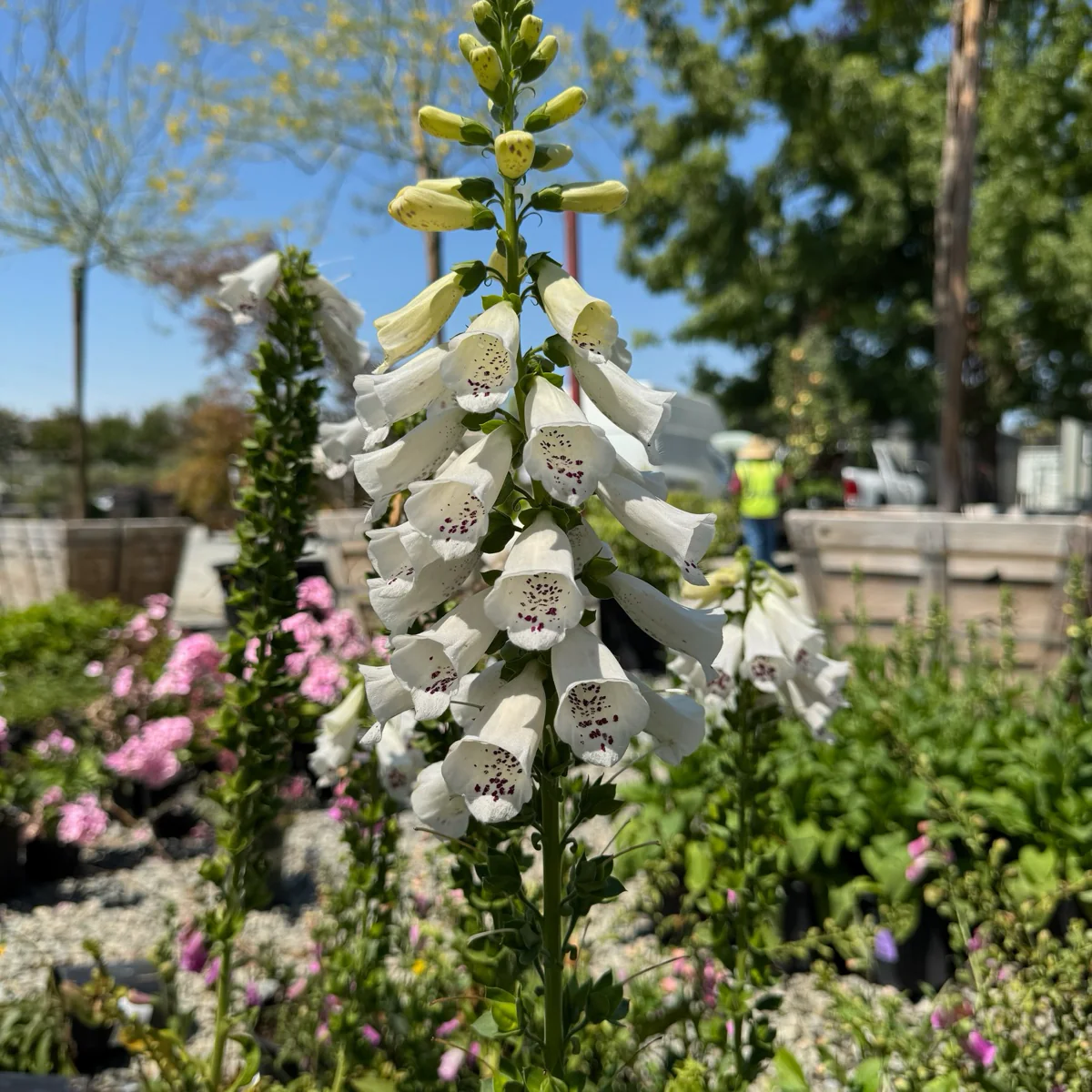 Dalmatian White Foxglove - Image 3