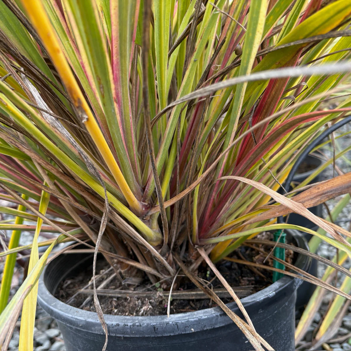 Dancing Can Can Cabbage Palm - Image 2