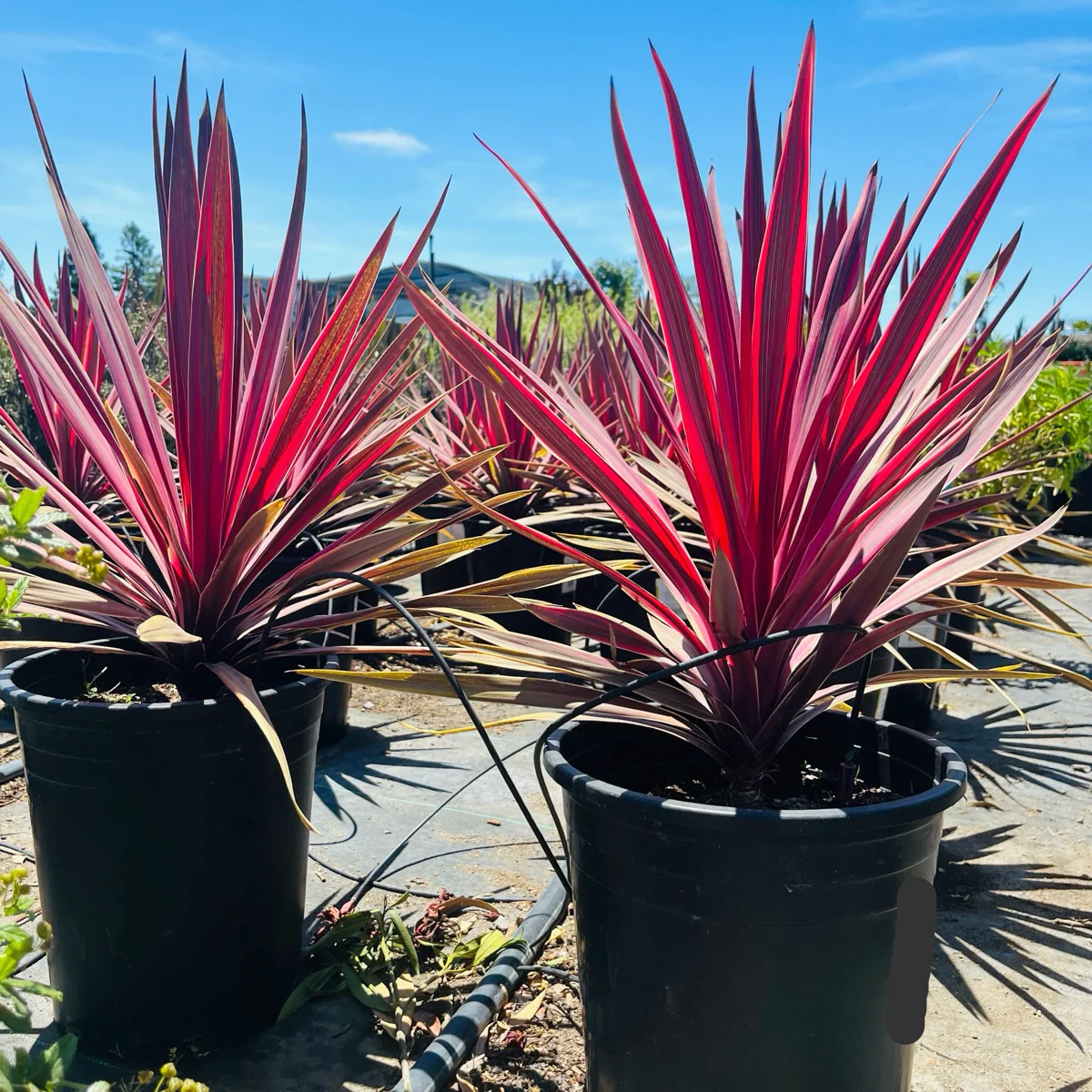 Dancing Paso Doble Cordyline - Image 1