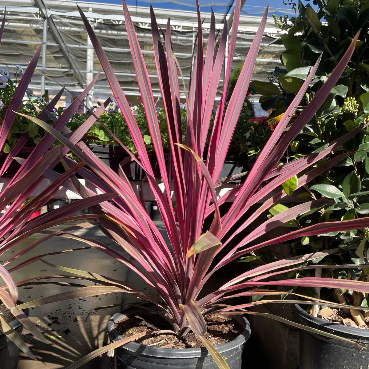 Dancing Paso Doble Cordyline - Image 2