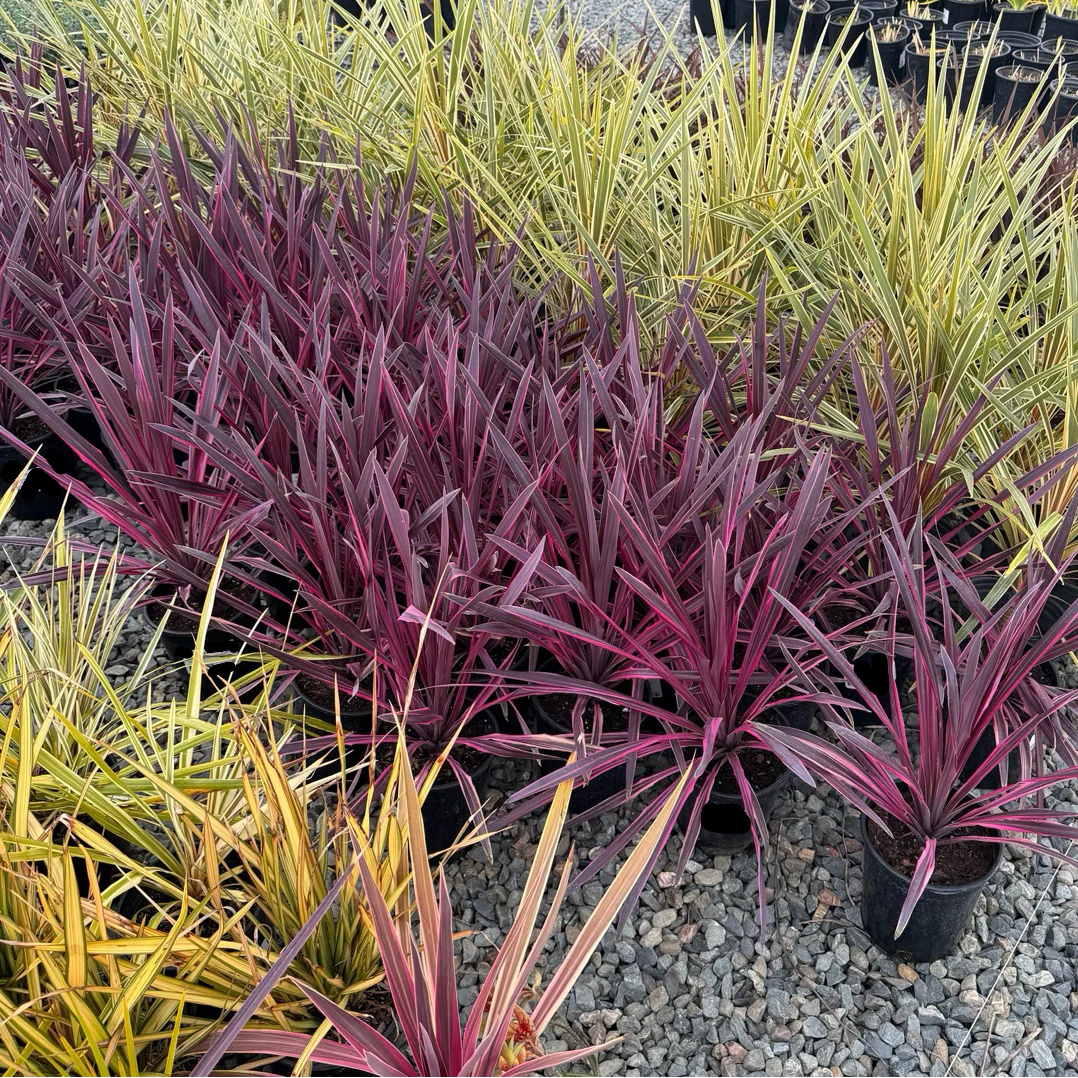 Dancing Paso Doble Cordyline - Image 3