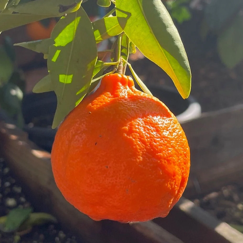 Dancy Mandarin