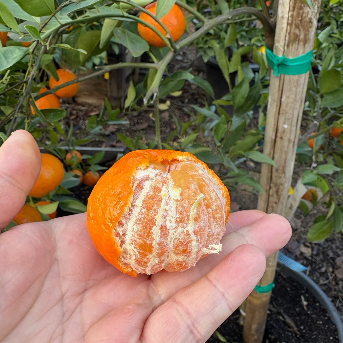 Dancy Mandarin - Image 2