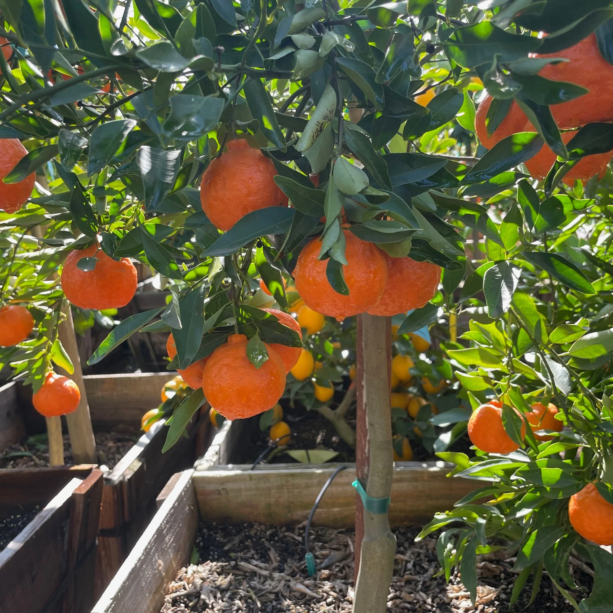 Dancy Mandarin - Image 3