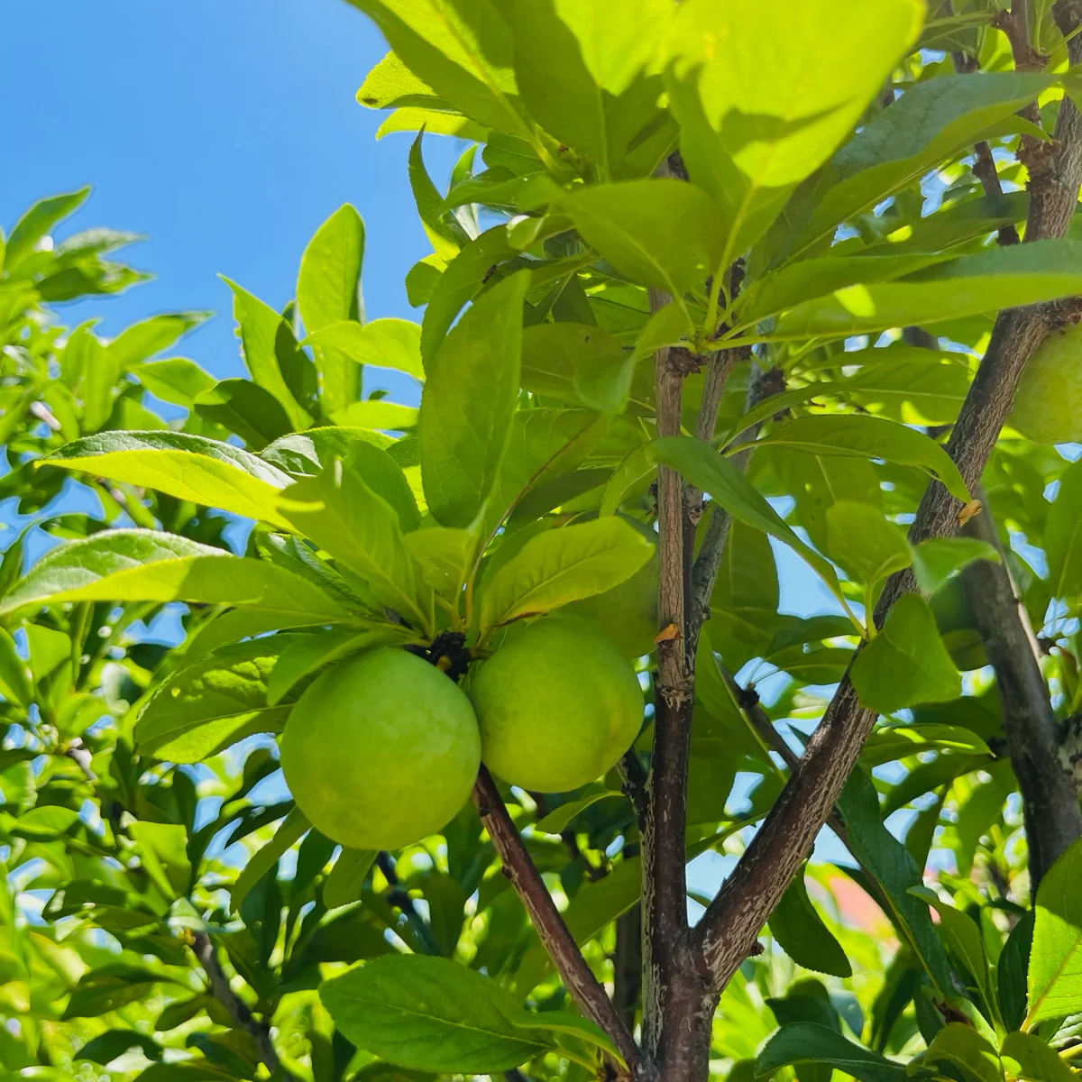 Dapple Dandy Pluot - Image 1