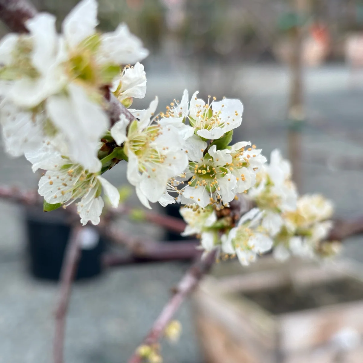 Dapple Dandy Pluot - Image 2