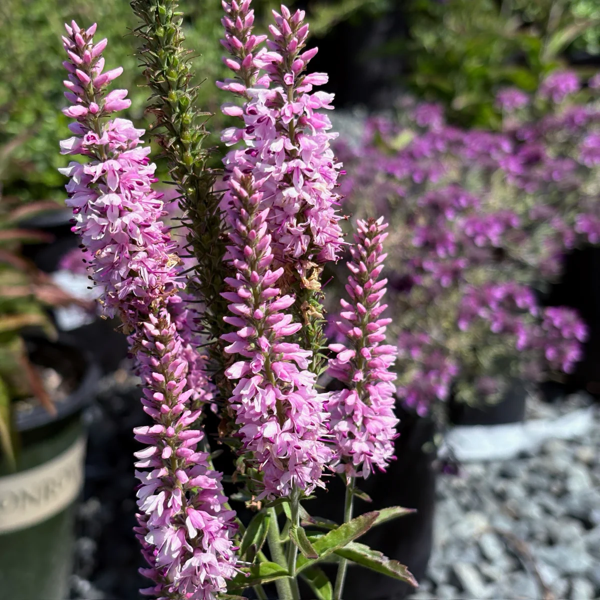 Dark Pink Speedwell - Image 1