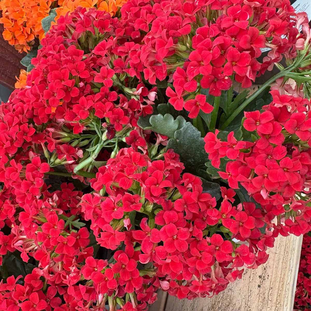 Dark Red Kalanchoe - Image 1