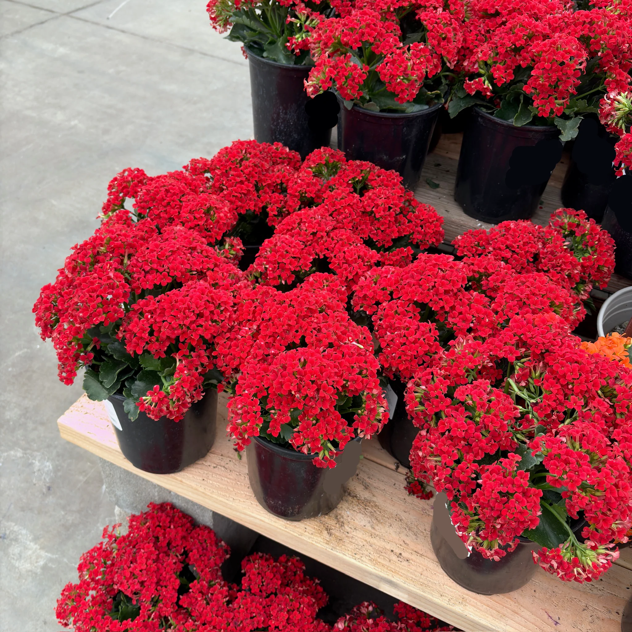 Dark Red Kalanchoe - Image 2