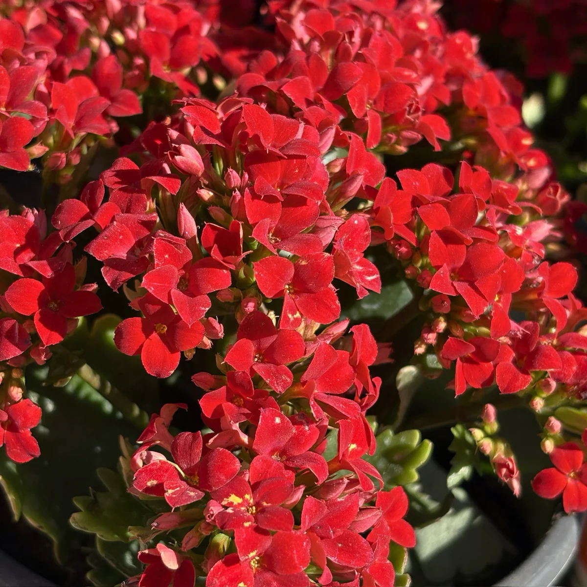 Dark Red Kalanchoe - Image 3