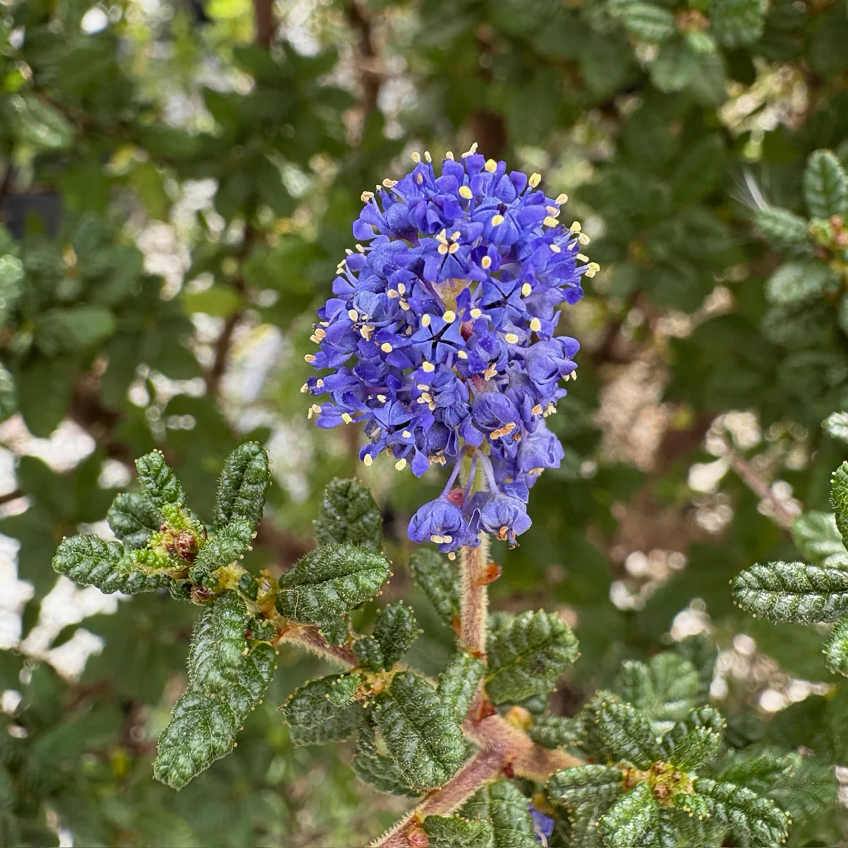 Dark Star California Lilac - Image 1