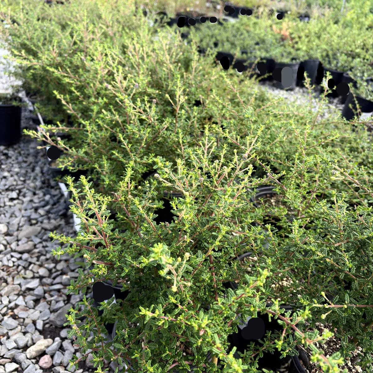 Dark Star California Lilac - Image 2
