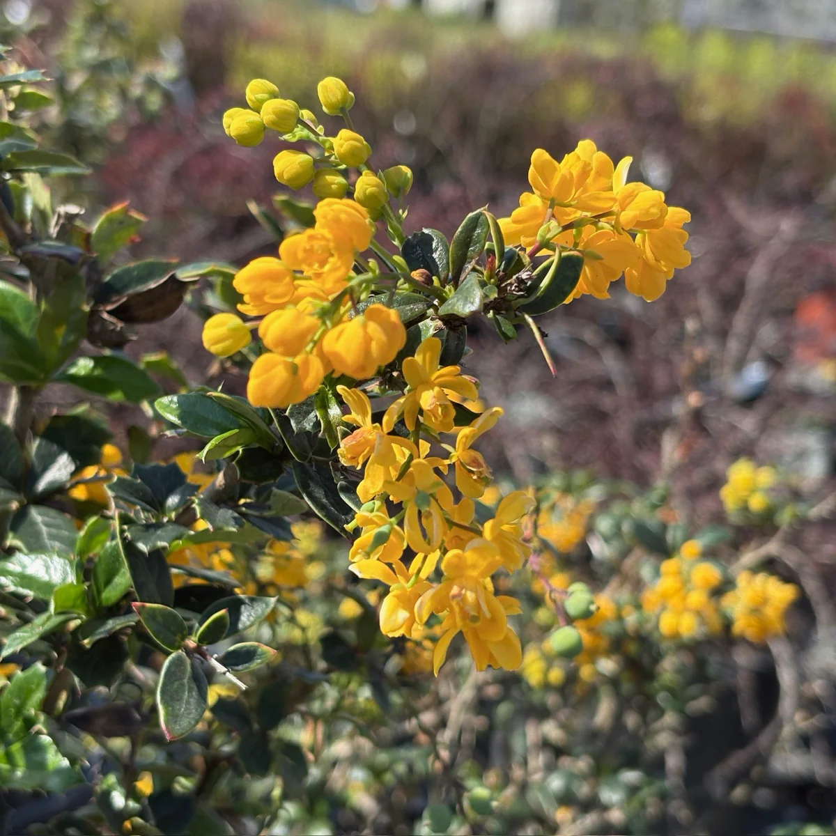 Darwinii Barberry - Image 1