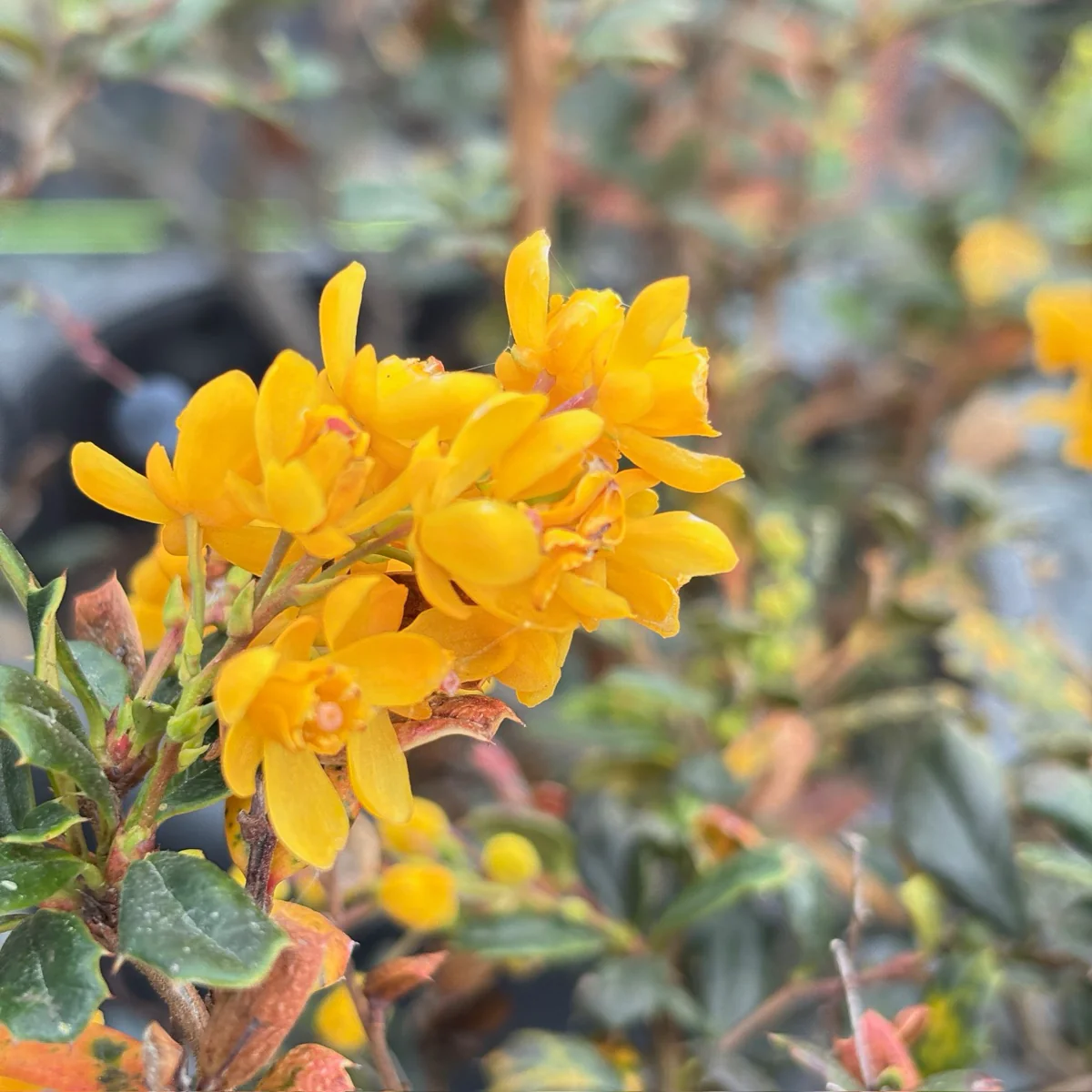 Darwinii Barberry - Image 2