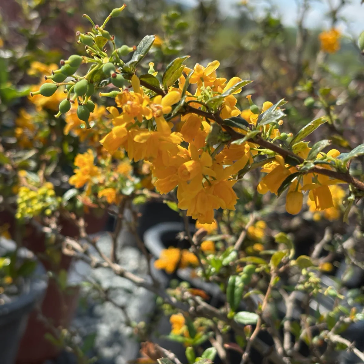 Darwinii Barberry - Image 3