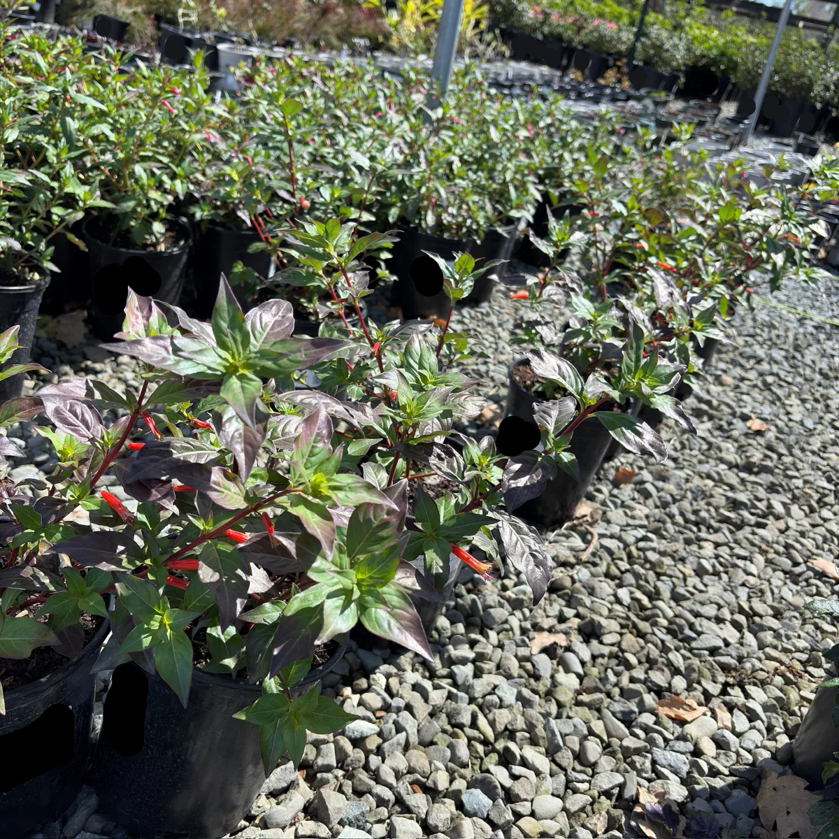 David Verity Cigar Plant - Image 1