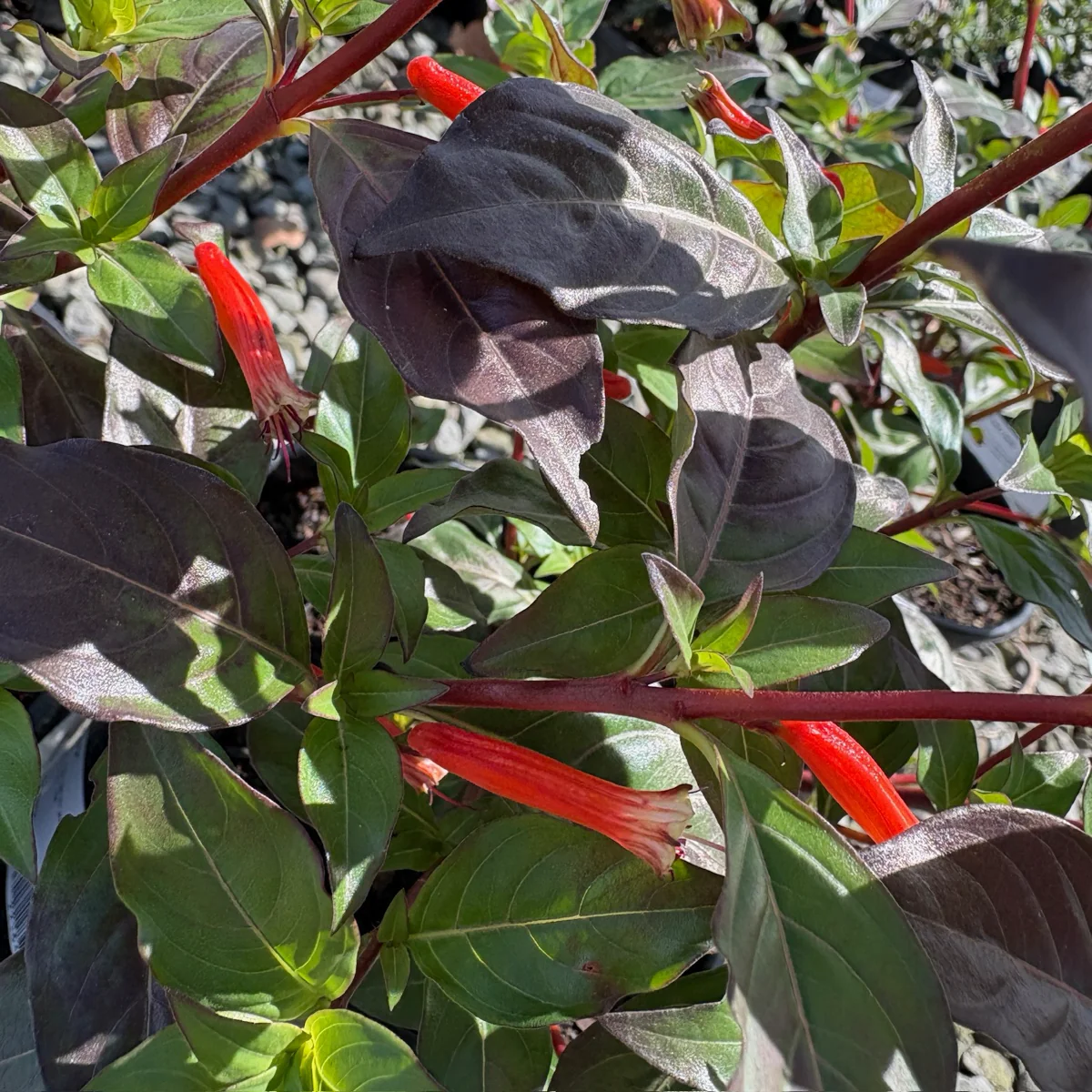 David Verity Cigar Plant - Image 2