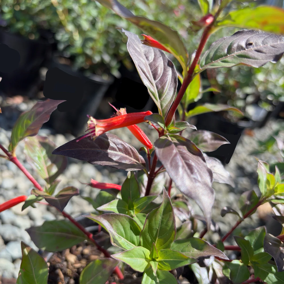 David Verity Cigar Plant - Image 3