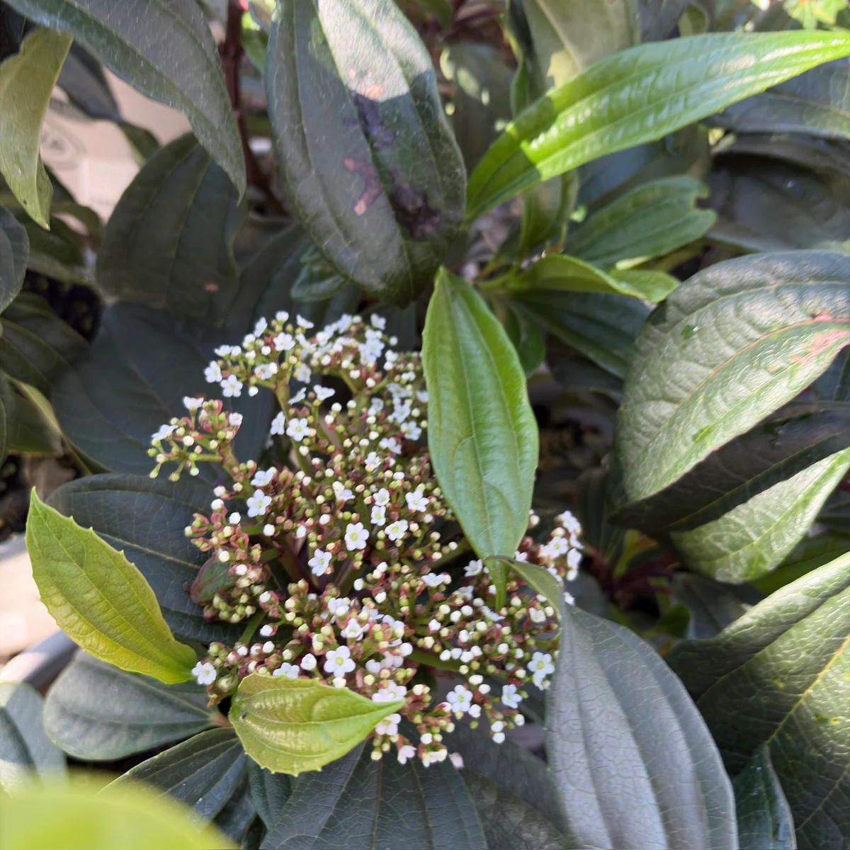 Davidii Viburnum - Image 1