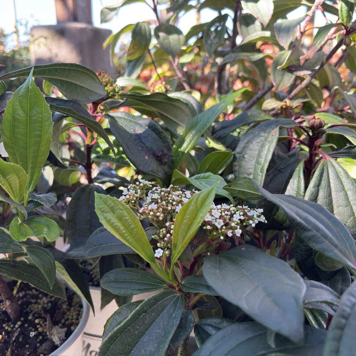Davidii Viburnum - Image 2