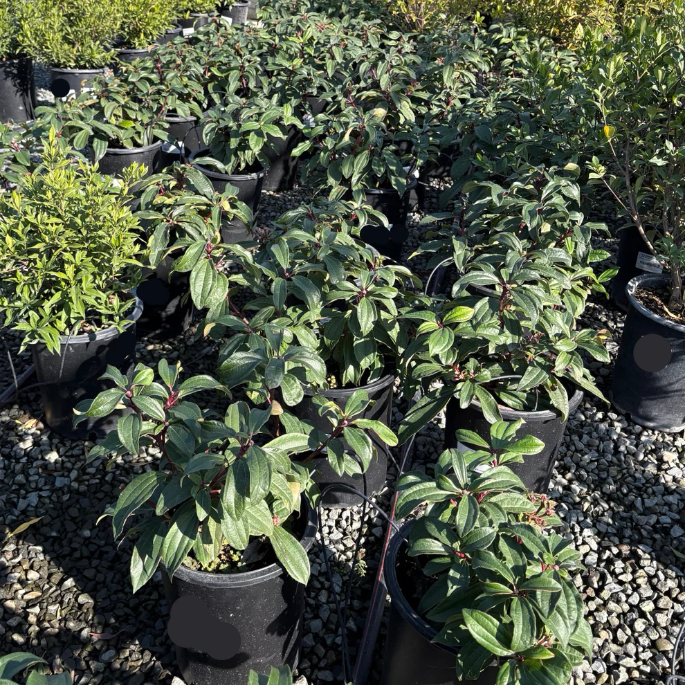 Davidii Viburnum - Image 3