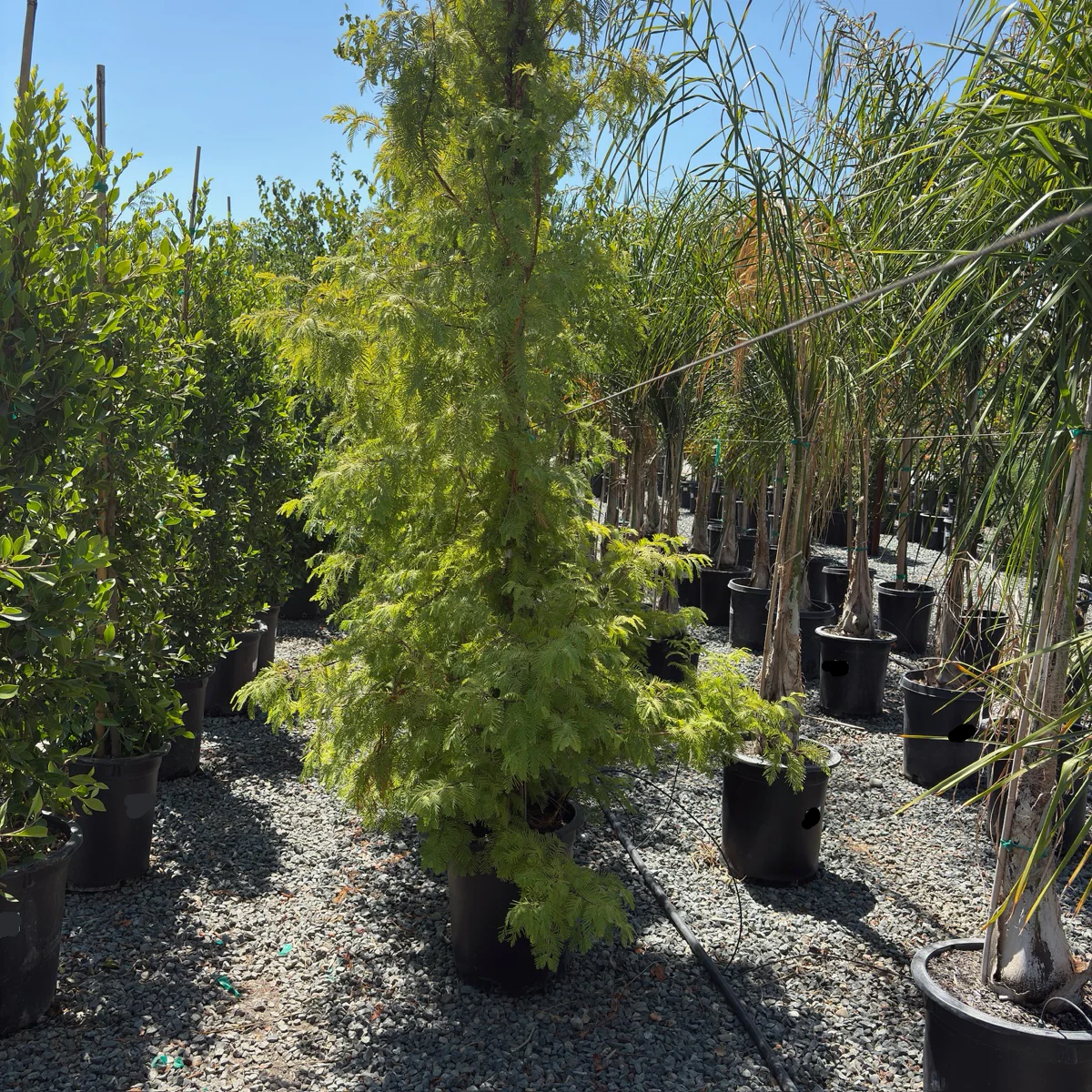 Dawn Redwood